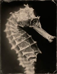 Image 18 of Seas Without A Shore Limited Edition with Slipcase