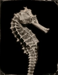 Image 23 of Seas Without A Shore