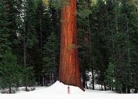 Image 1 of "Fall of a Nation" - Fine Art Print