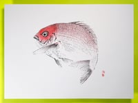 Tai (Red Seabream)