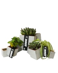 Image 1 of Square Root