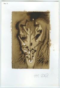 Image 3 of BEUYS' ACORNS Gall Ink Leaf Prints (set 2) 2025