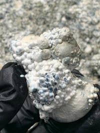 Image 1 of T8 Nerds Liquid culture 