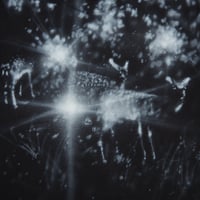 Image 2 of trail cam - M