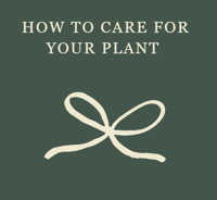 How to care for your Aloe Haworthia