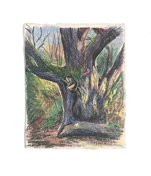 Image of Black Poplar