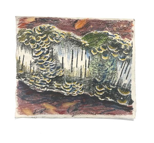 Image of Turkey Tails 2