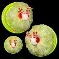 Image 1 of Xmas 2025 Moth Wall Mount • OOAK