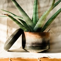 Image 3 of Gradient Planter with Carved Dish