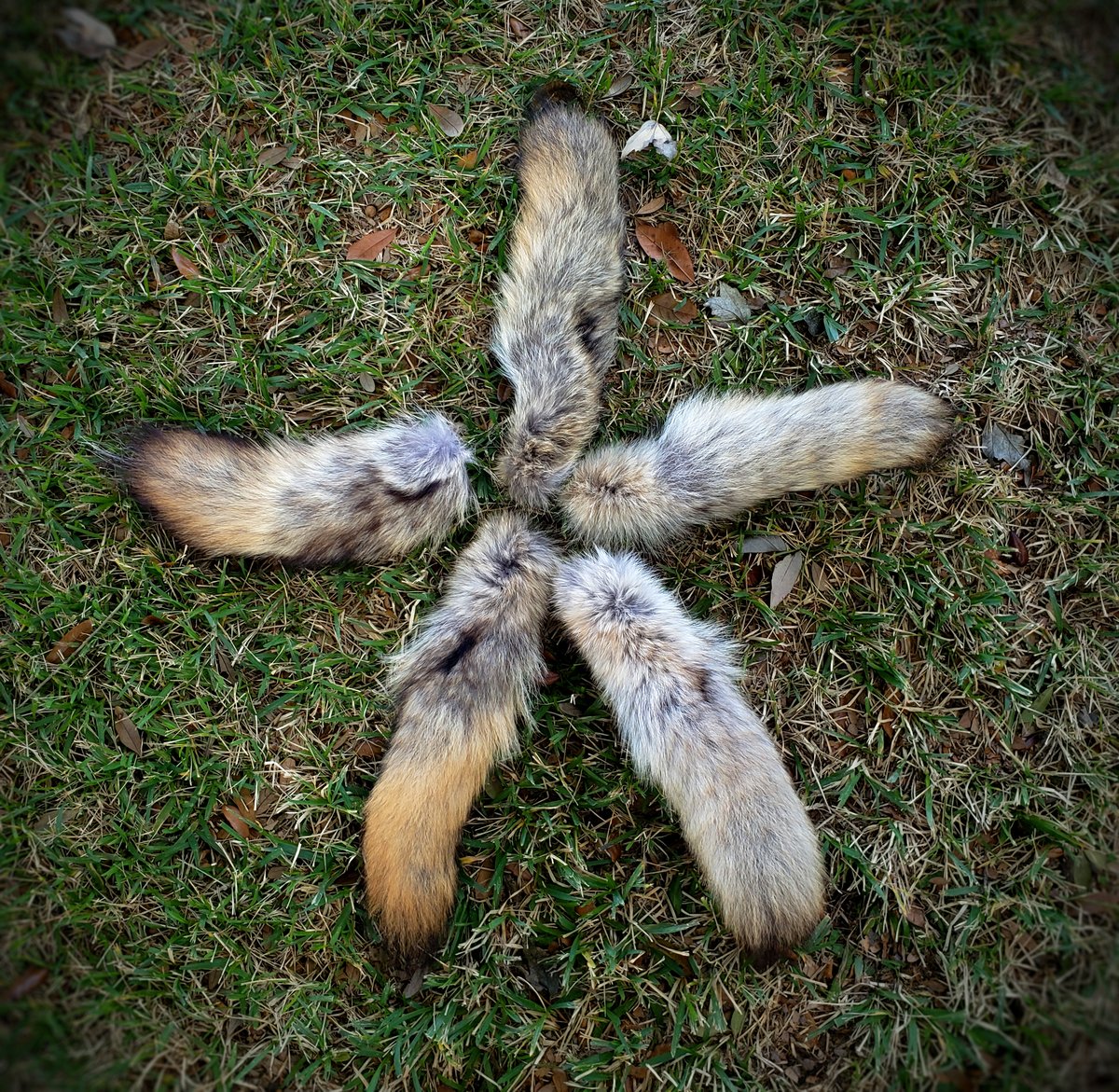 Image of Scrap Coyote Tails