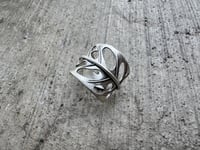 Image 5 of Swiss Cheese Monstera, size 7-7.5