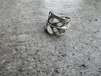 Image 6 of Swiss Cheese Monstera, size 7-7.5