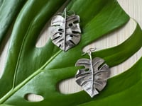 Image 2 of Monsteras Deliciosa