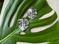 Image 3 of Monsteras Deliciosa