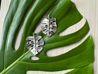 Image 1 of Monsteras Deliciosa