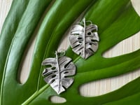 Image 4 of Monsteras Deliciosa