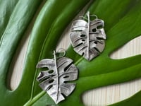 Image 5 of Monsteras Deliciosa