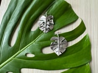 Image 6 of Monsteras Deliciosa