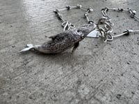 Image 5 of Humpback Whale