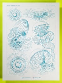 Plate 36, Leptomedusae