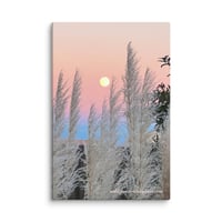Image 1 of Full Moon and Pampas Grass - 12” X 18” Canvas Print 