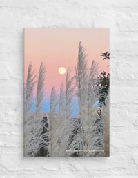 Image 2 of Full Moon and Pampas Grass - 12” X 18” Canvas Print 