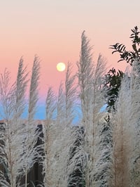 Image 4 of Full Moon and Pampas Grass - Jigsaw Puzzle - 252 Pieces