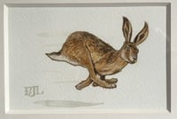 Image 1 of A Young Hare Galloping