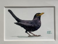 Image 1 of "A Fledgling Blackbird"