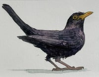 Image 2 of "A Fledgling Blackbird"