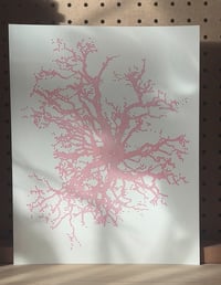 Image 2 of Radial Oak – penplot