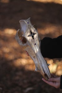 Image 2 of Teschio di Cinghiale🌙 -finestra gotica e ametista-