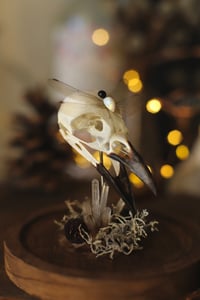 Image 3 of Campana con teschio di ghiandaia e ali di libellula