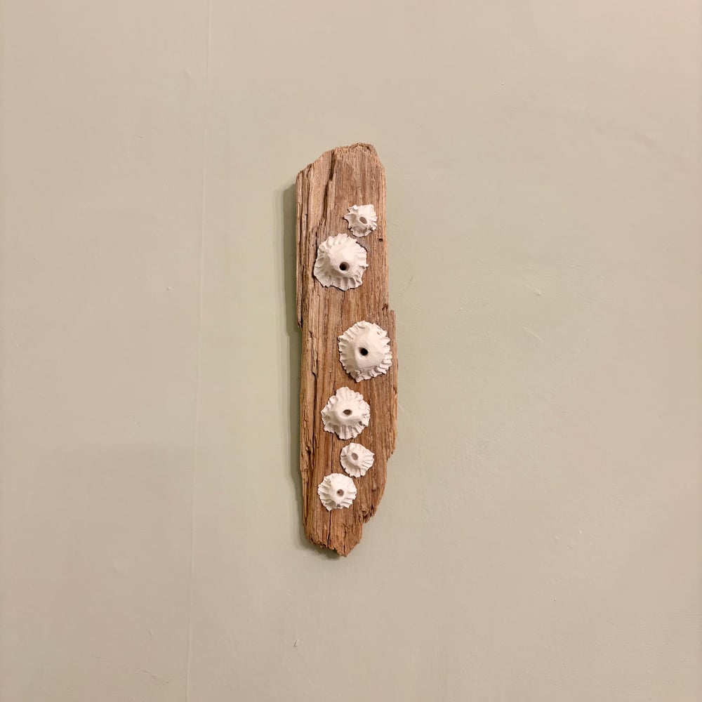 Image of Barnacle Driftwood