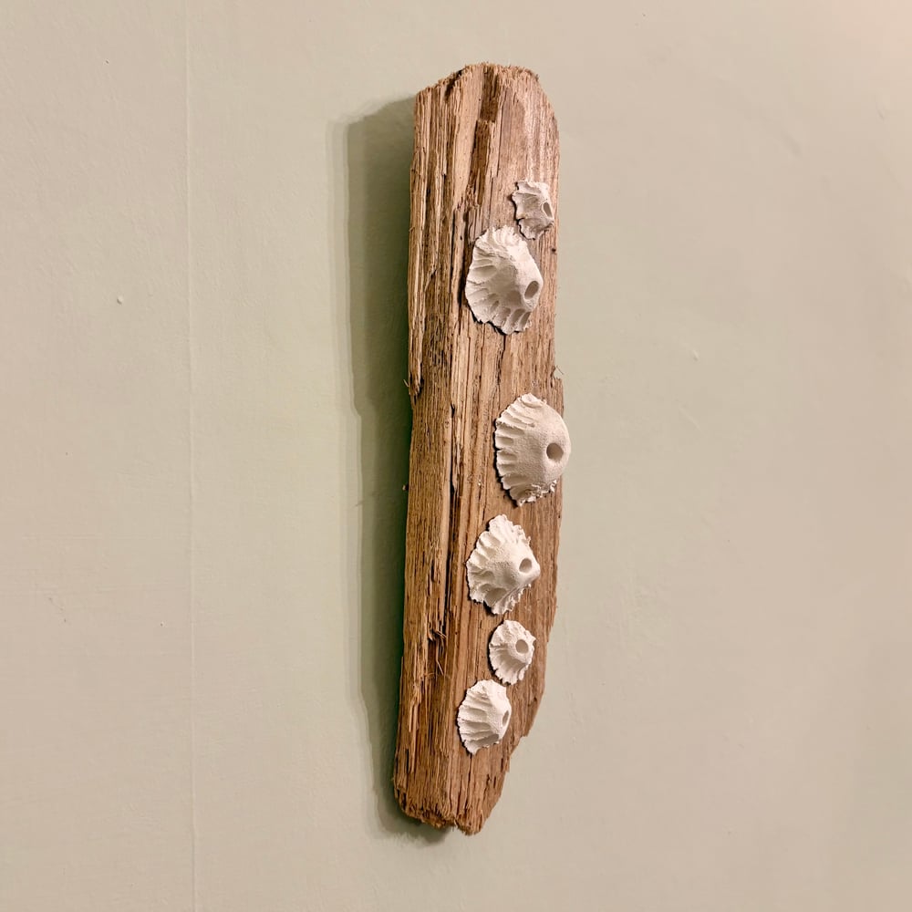 Image of Barnacle Driftwood