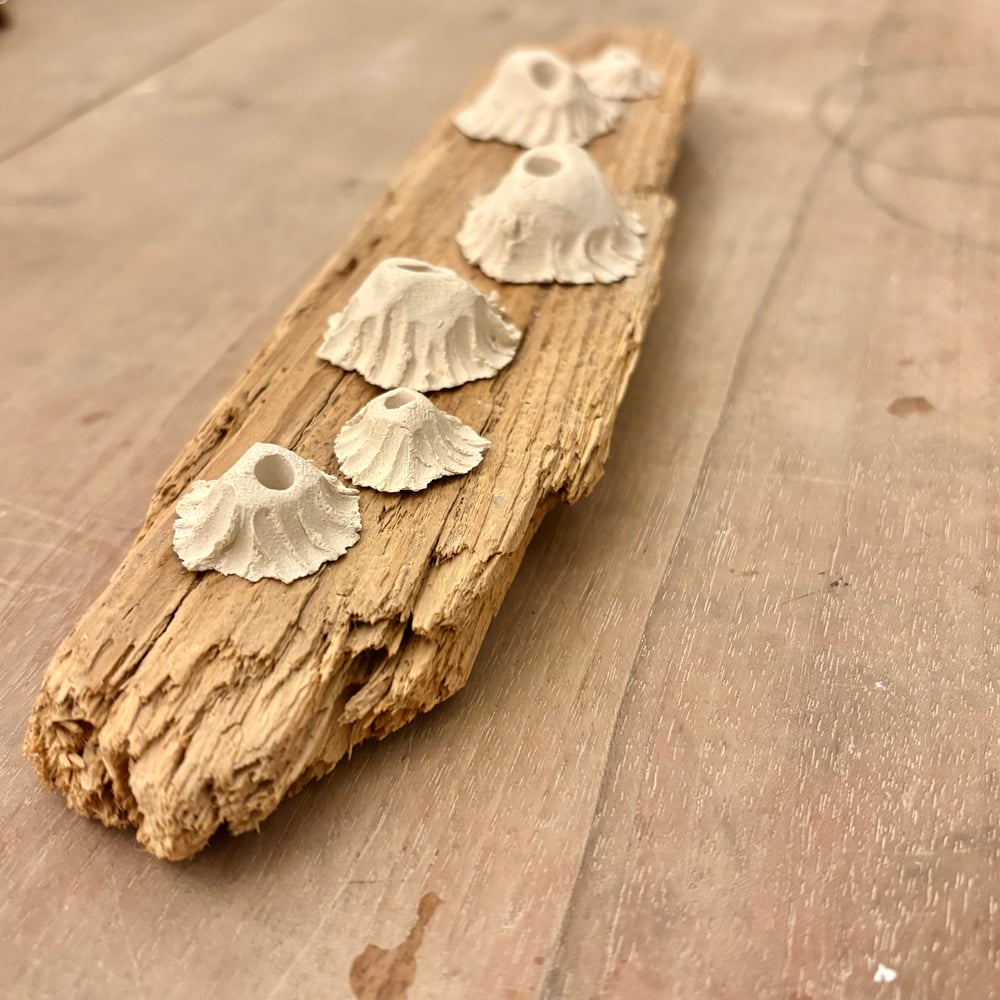 Image of Barnacle Driftwood