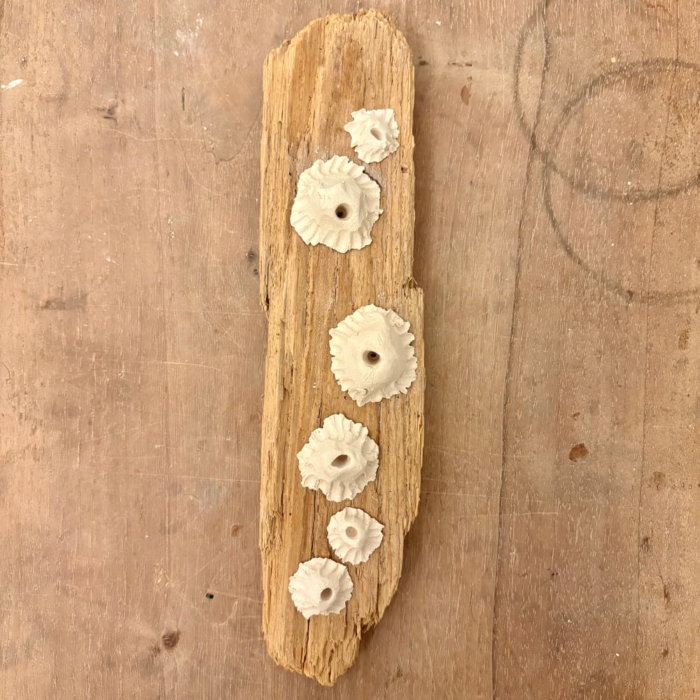 Image of Barnacle Driftwood