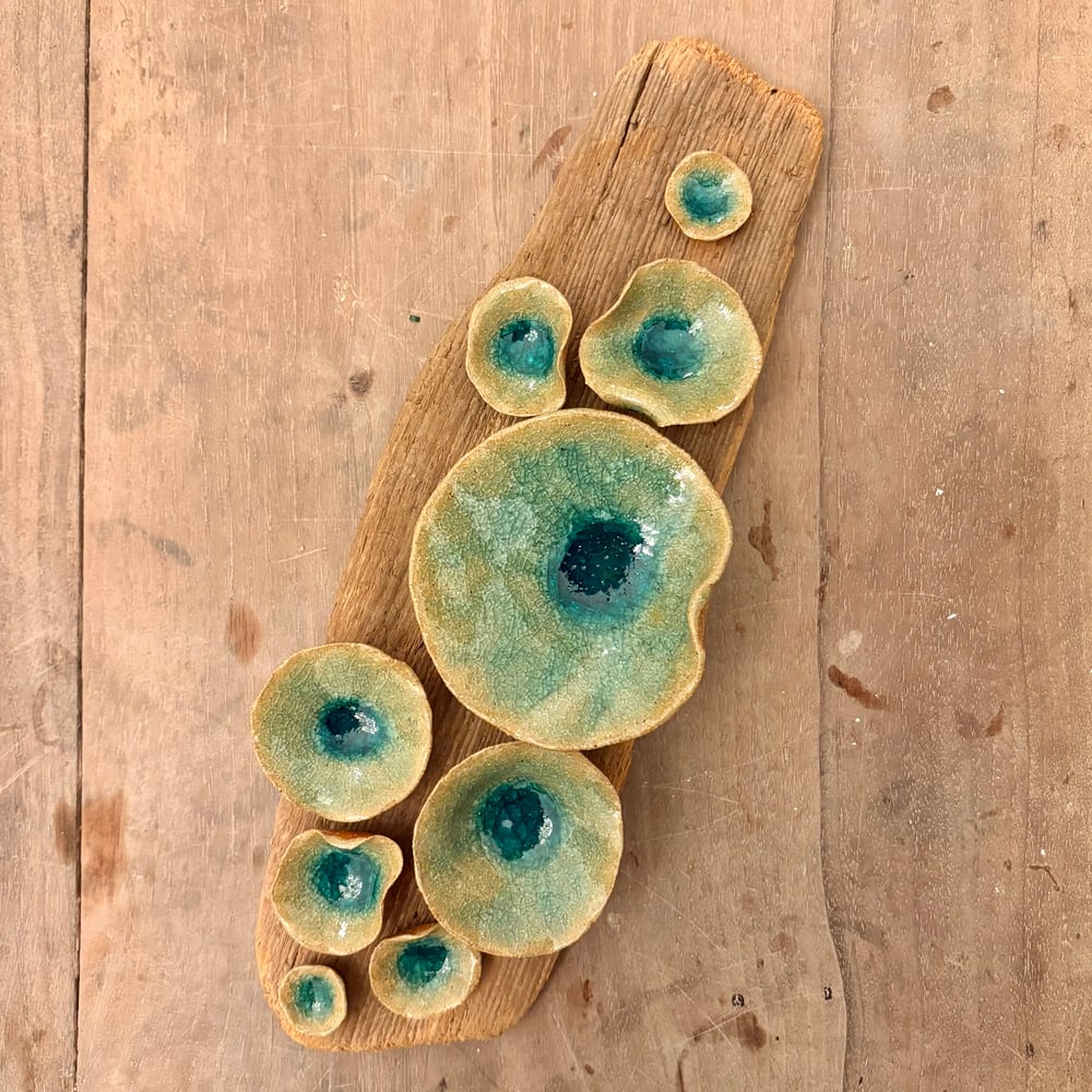 Image of Lily pad Driftwood