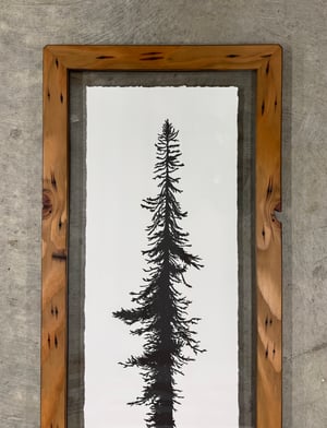 Douglas Fir (Medium) 