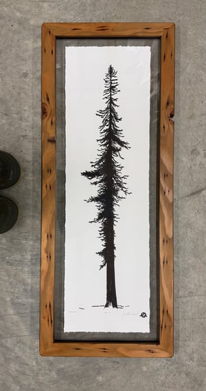 Douglas Fir (Medium) 