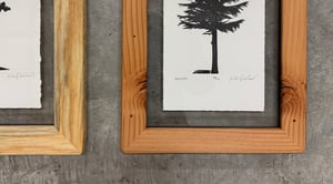 Small Trio (Fir, Lodgepole, Hemlock)