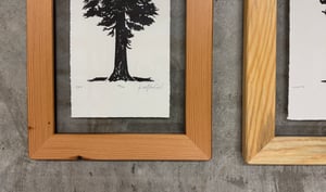 Small Trio (Fir, Lodgepole, Hemlock)