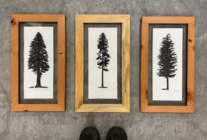 Small Trio (Fir, Lodgepole, Hemlock)
