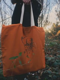 Image 3 of Poltsa kalendula