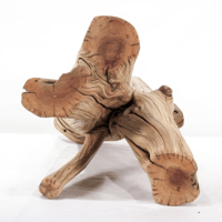 Image 2 of Unique Manzanita 