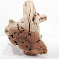 Image 3 of Unique Manzanita 