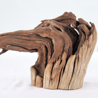 Image 2 of Manzanita Stump