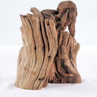 Image 3 of Manzanita Stump