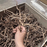 Image 3 of Brown Driftwood