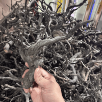 Image 1 of Black Spider Driftwood